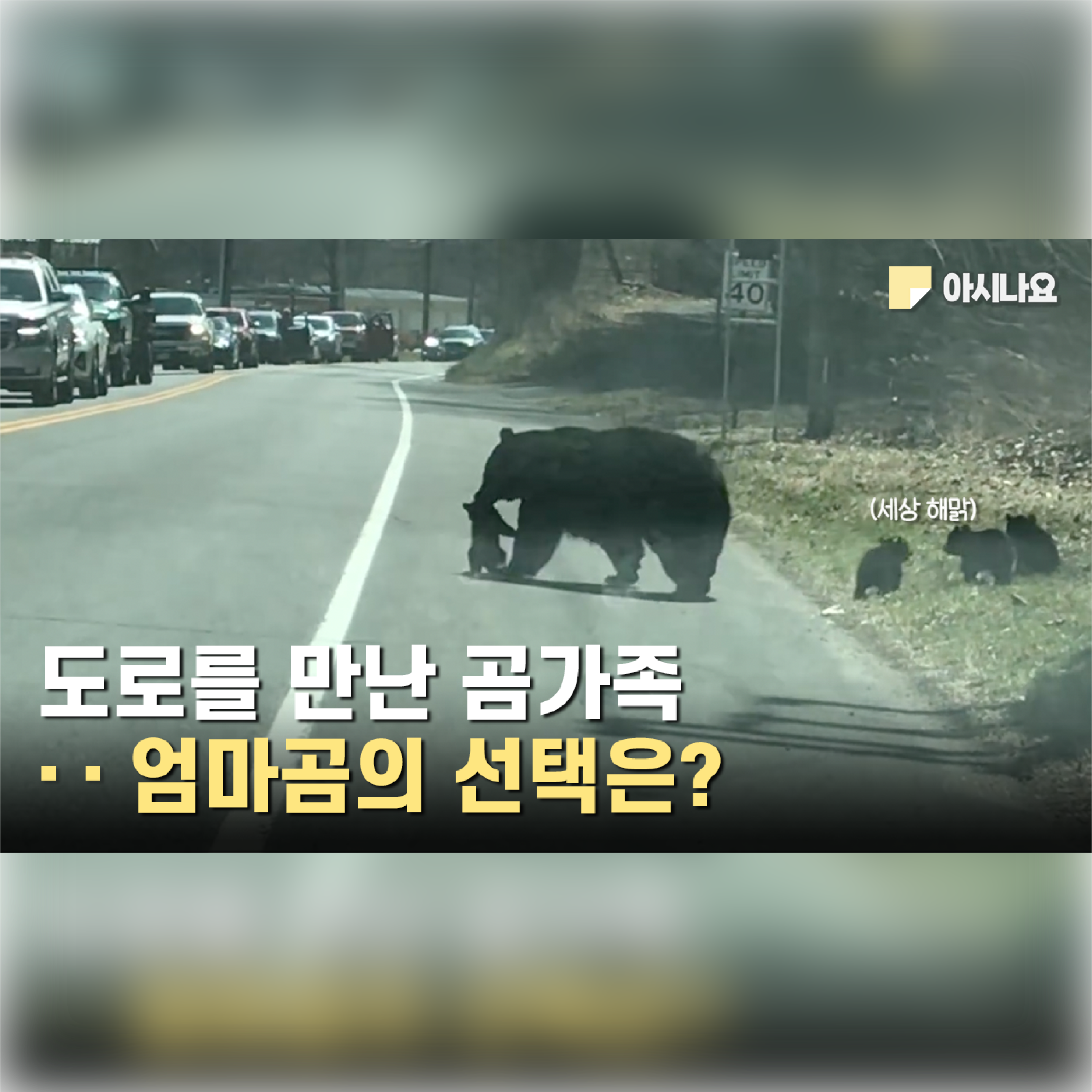  도로를 만난 곰가족··· 엄마곰의 선택은? #귀여운이야기#귀여운동영상