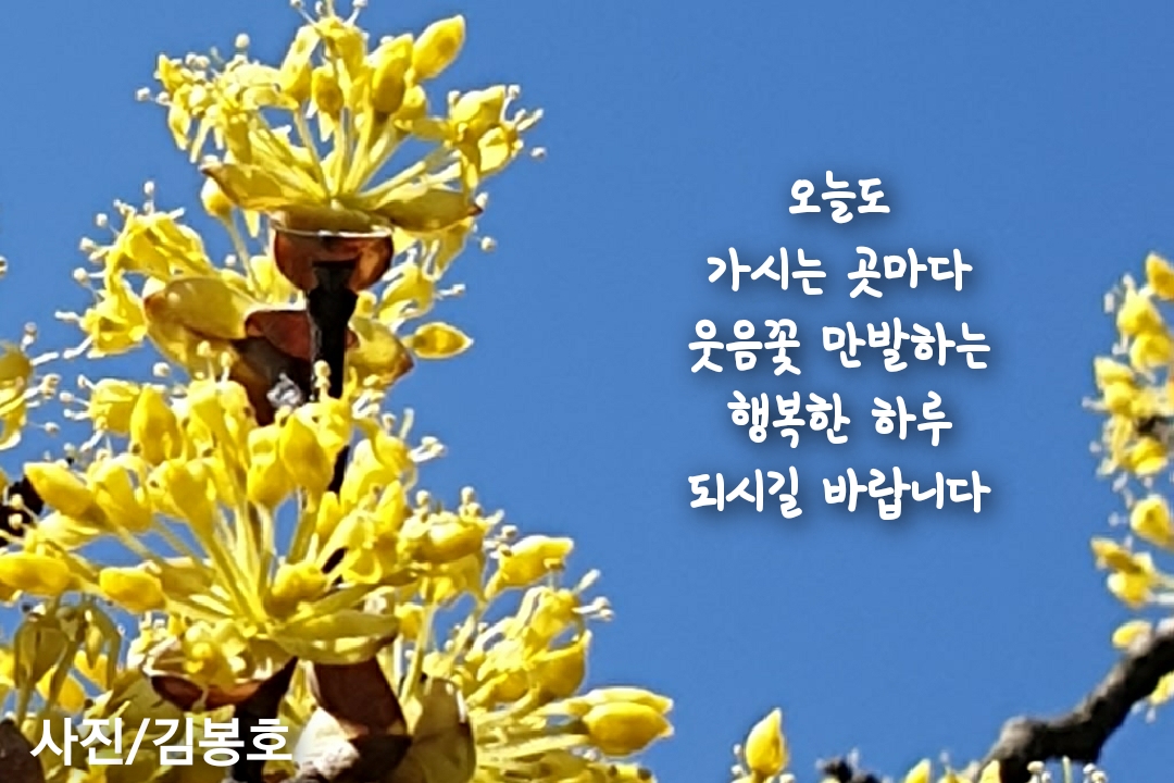  산수유꽃 - 월미도 월미공원에 활짝핀 노오란 봄