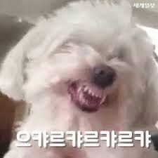 말티즈는 참지않긔짤 말티즈 화난짤 치와와분노짤 말티즈는 참지않긔짤 말티즈 화난짤 치와와분노짤