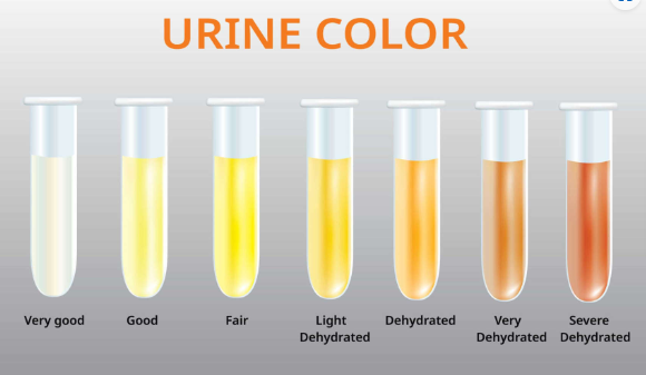 URINE COLOR CHART (소변 색상 차트)