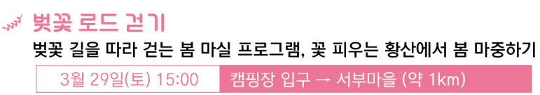 벚꽃 로드 걷기 - 황산공원 캠핑장 입구부터 서부마을까지 약 1km 꽃길 산책 코스