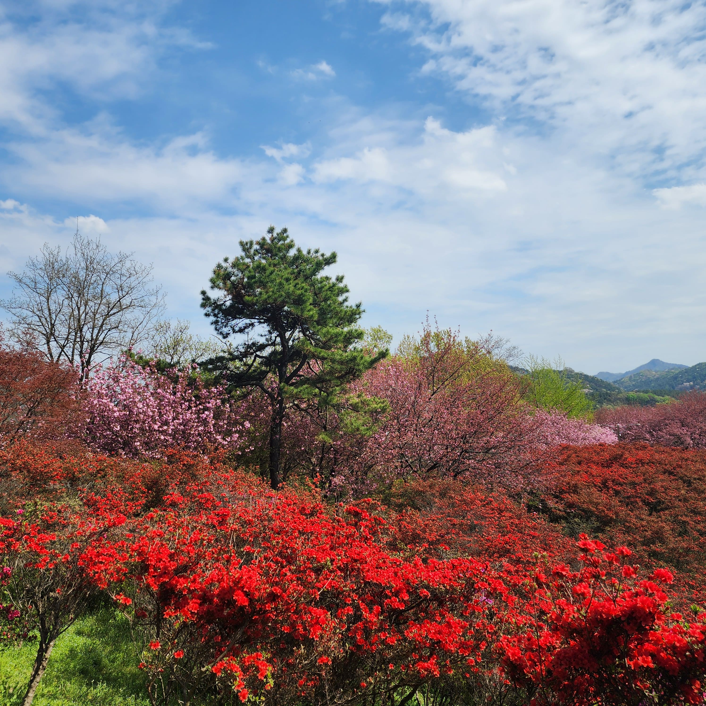 완산칠봉꽃동산의 역사