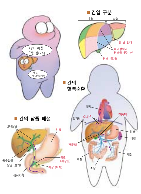 간의 구조