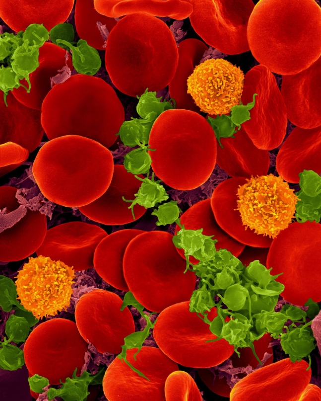 인간의 혈액에 있는 다양한 세포들을 보여주는 전자현미경 사진. 대부분 적혈구이고&#44; 면역세포인 T세포(주황색)와 혈소판(녹색)이 일부 들어있다. 인체 세포는 적혈구처럼 크기가 작으면 수가 많고&#44; 큰 근육세포는 수가 작아 종류에 상관없이 전체 질량은 거의 같은 것으로 나타났