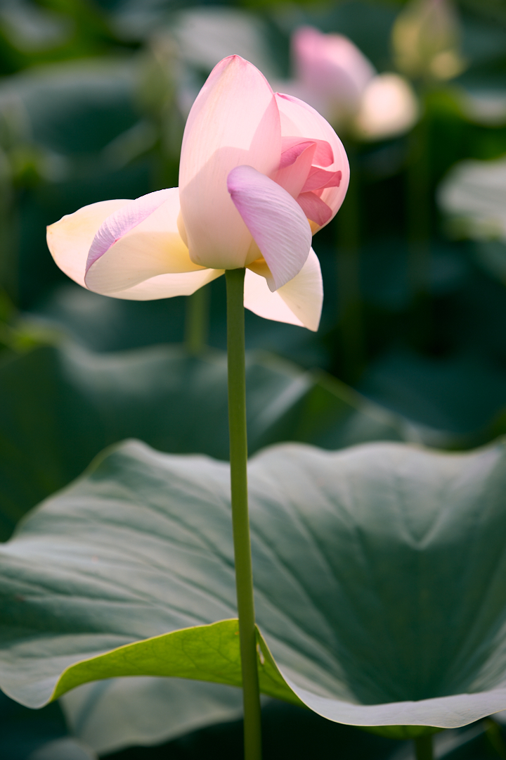  설렘 - 마주잡은 손
