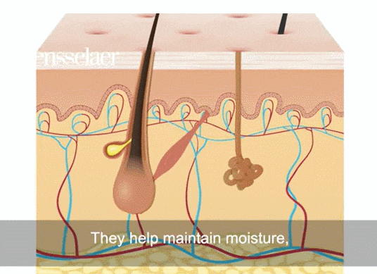 [피부공학] 사람 피부조직에서 모낭 3D 프린팅 성공...재생 의학 새로운 길 열어 VIDEO: You can now 3D print and grow hair on engineered skin tissue