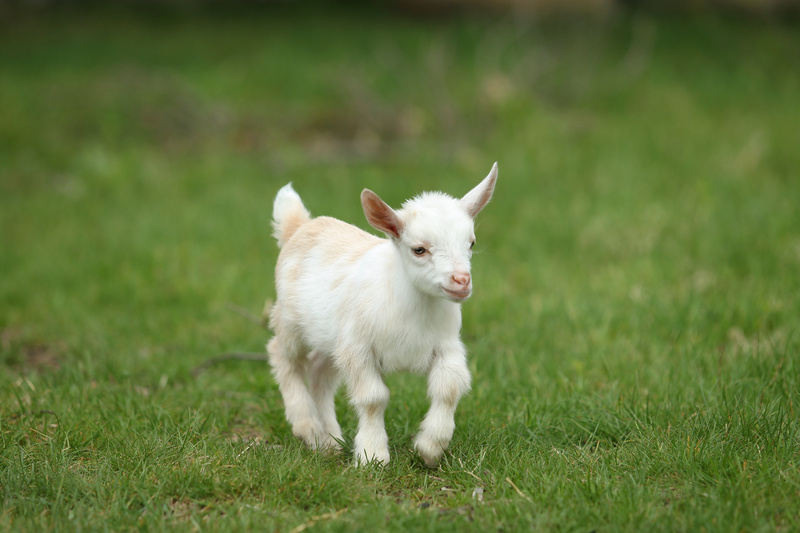 아기 염소 baby goat