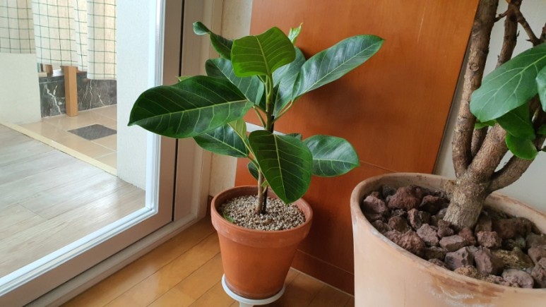 식물 인테리어로 뱅갈고무 나무 키우기 집에서 키우는 거실 반려 10