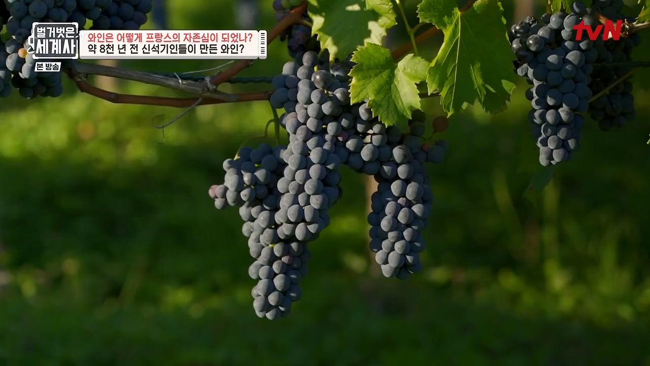 벌거벗은 세계사.E121.231018p-NEXT.mp4_20240518_165509.969.jpg