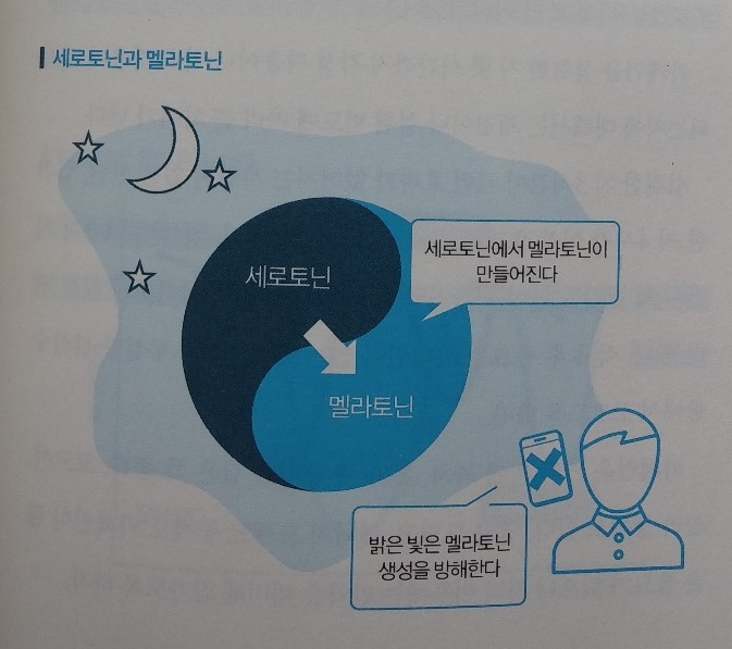 세로토닌과 멜라토닌