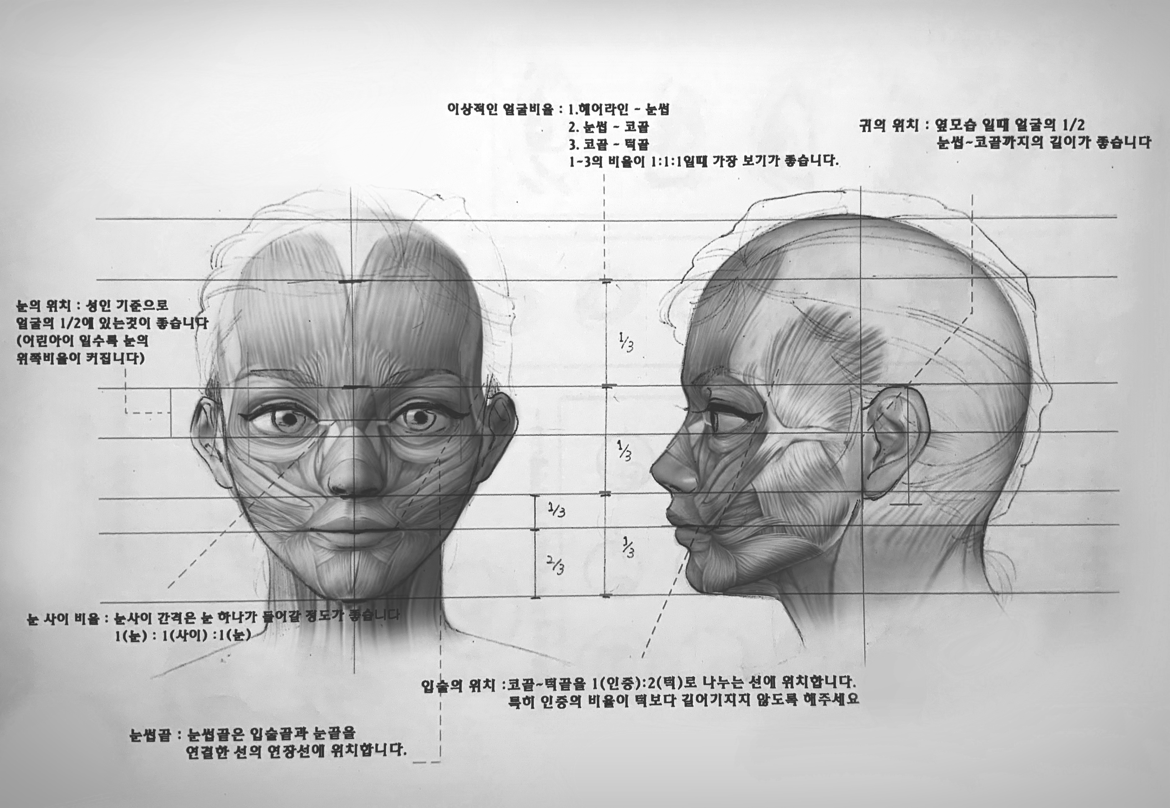  [조소] 기초 미술 해부학 - 얼굴 비례