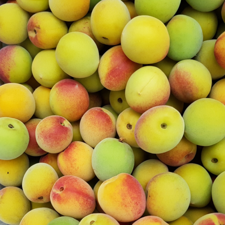 매실남녀 수확기 계절가격정보 2021 홍매실매장소 7