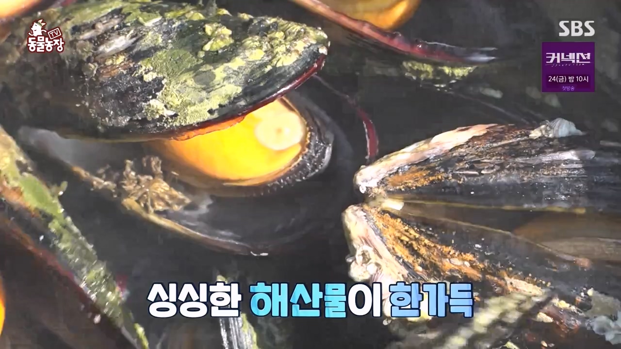 TV 동물농장.E1172.240520p-NEXT.mp4_20240519_165214.471.jpg