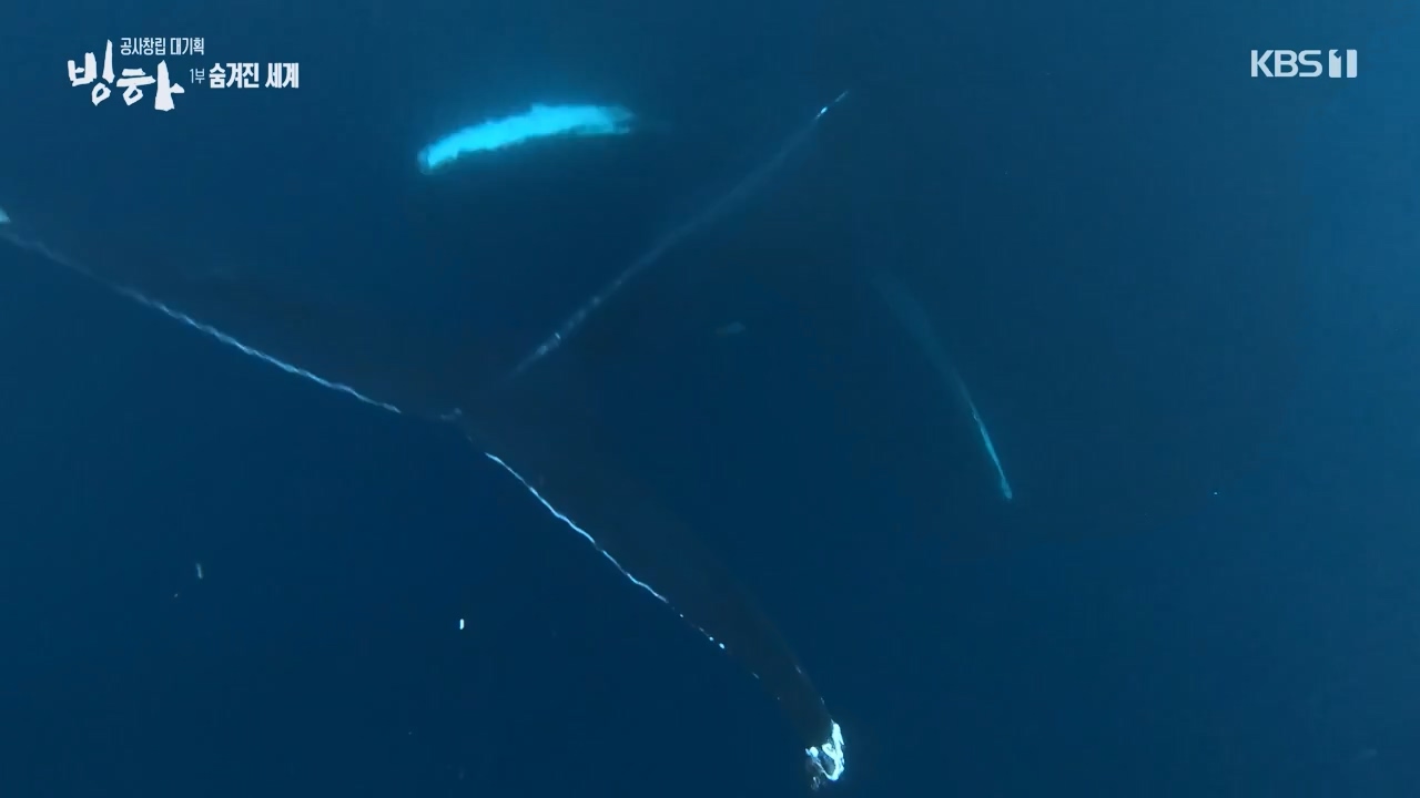 KBS 대기획 3부작 빙하.E01.240308p-NEXT.mp4_20240310_145930.248.jpg