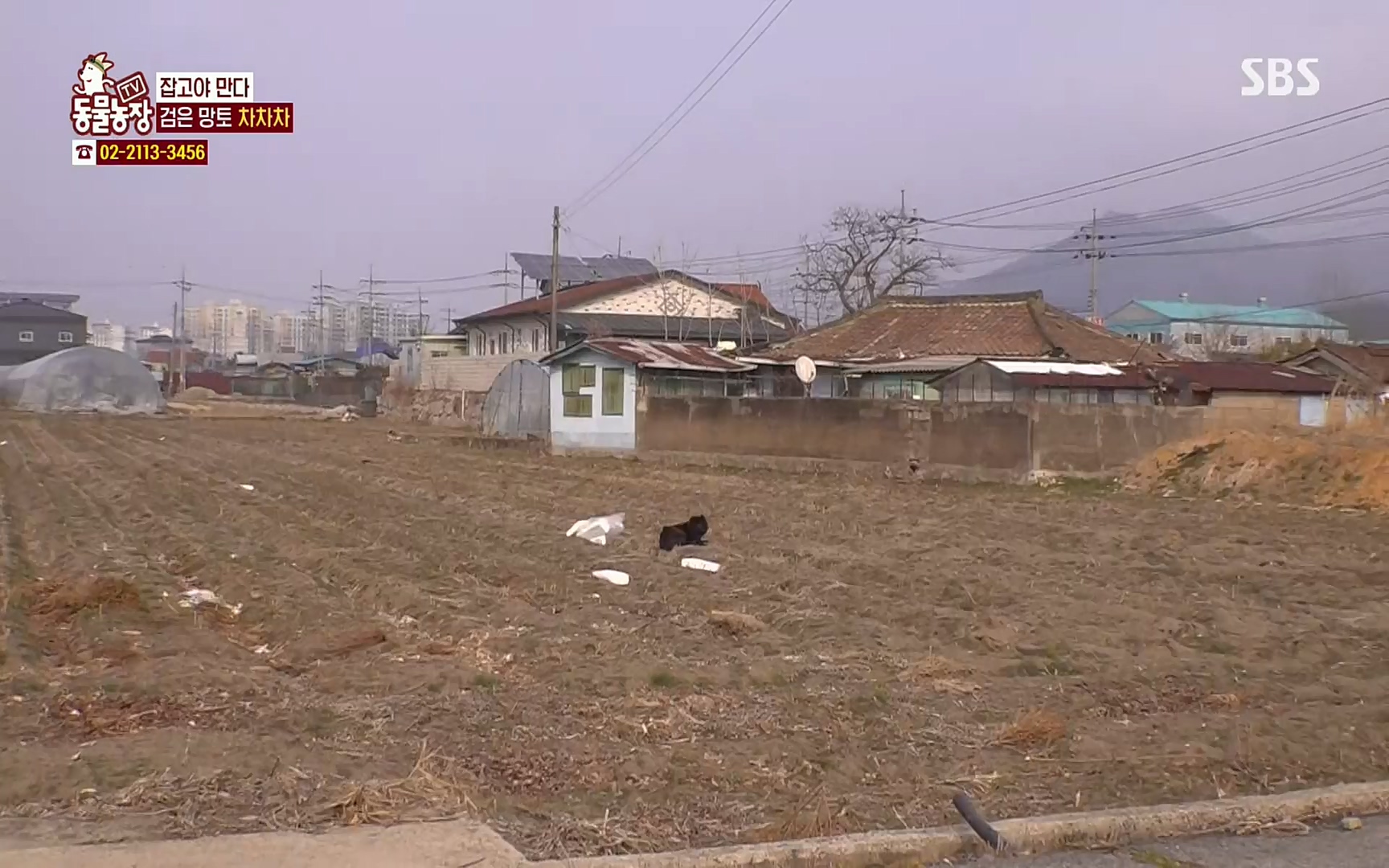 TV 동물농장.E1063.220403p.H264-F1RST.mp4_20220403_175112.057.jpg