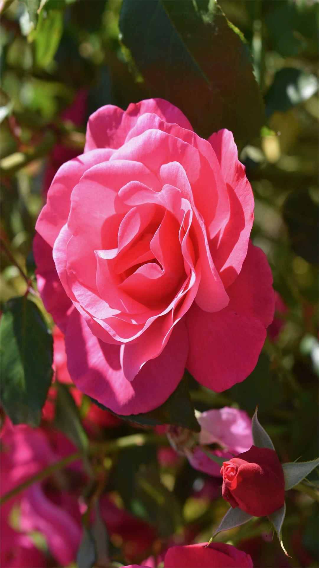 Rose Flower iPhone Wallpaper