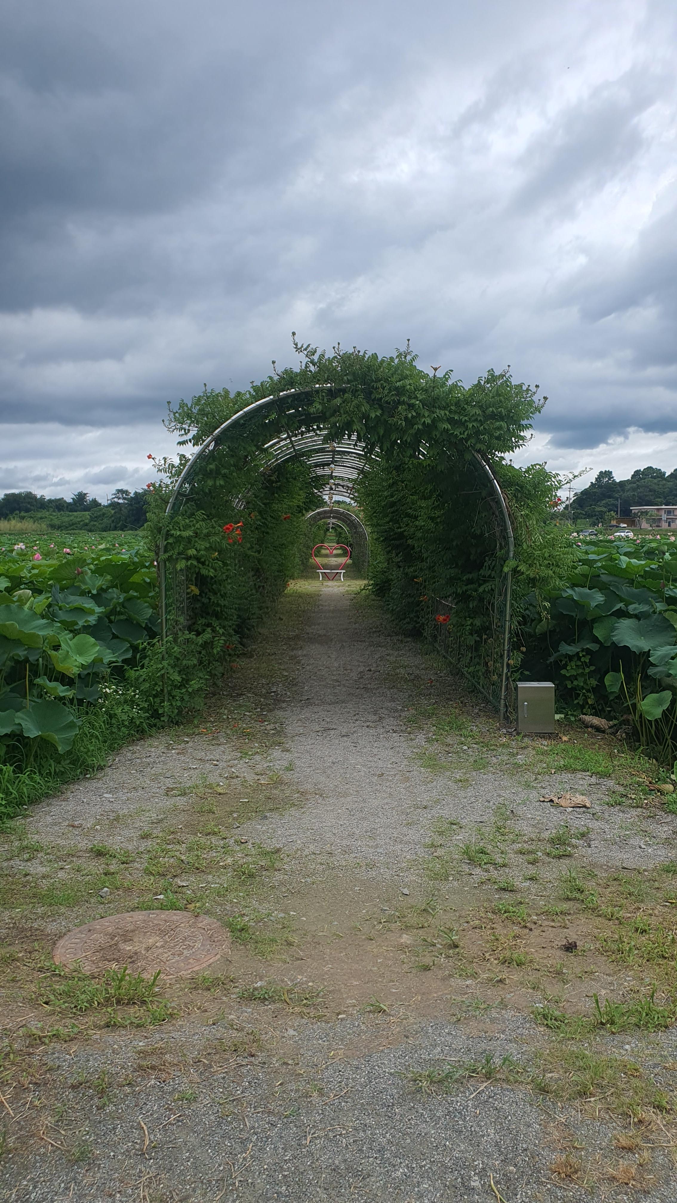 당진 합덕제 연꽃 축제 연호문화축제