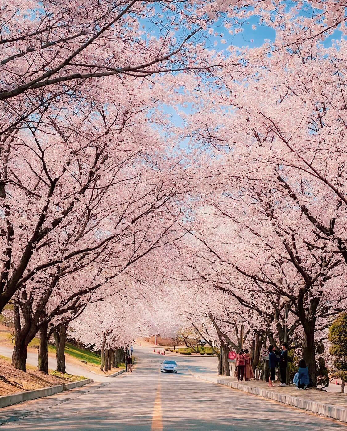 대전 근교 벚꽃 명소&amp;#44; 벚꽃 드라이브 명소