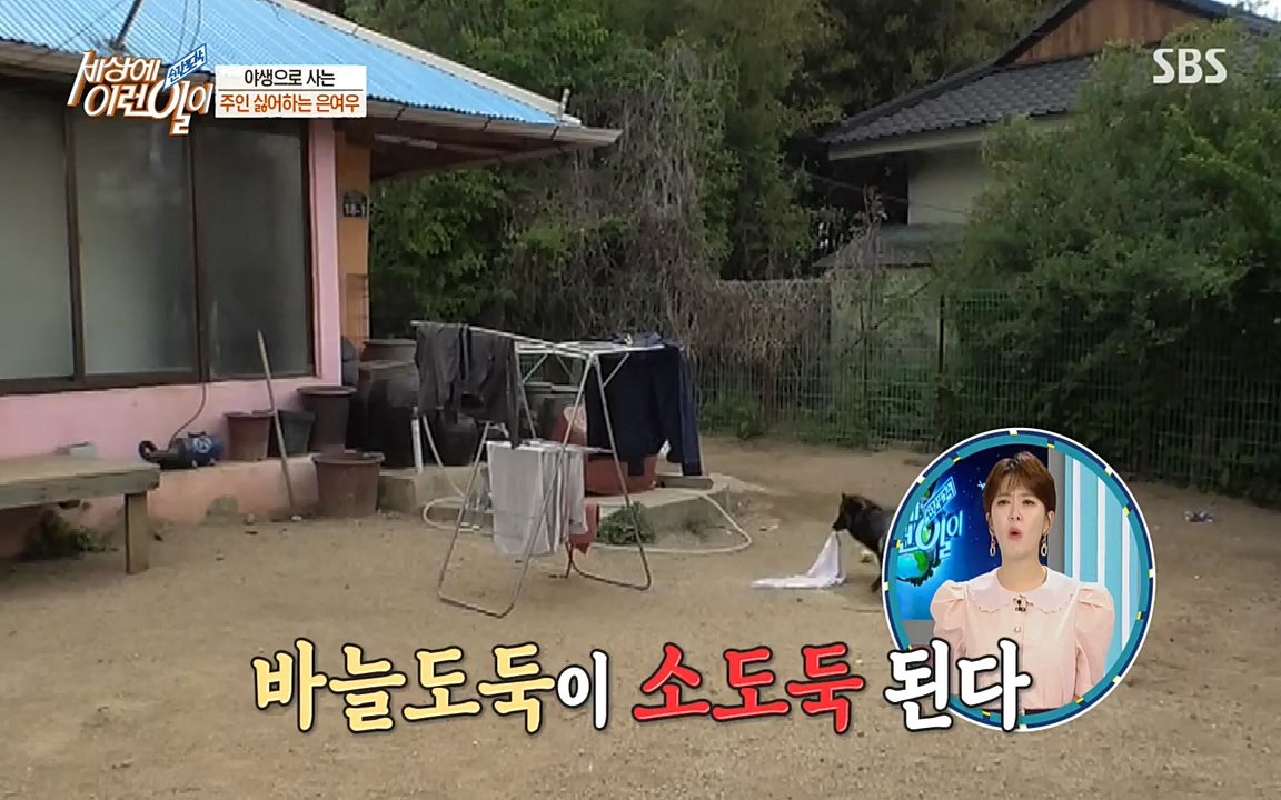 순간포착 세상에 이런일이.E1179.220511p-NEXT.mp4_20220511_175825.931.jpg