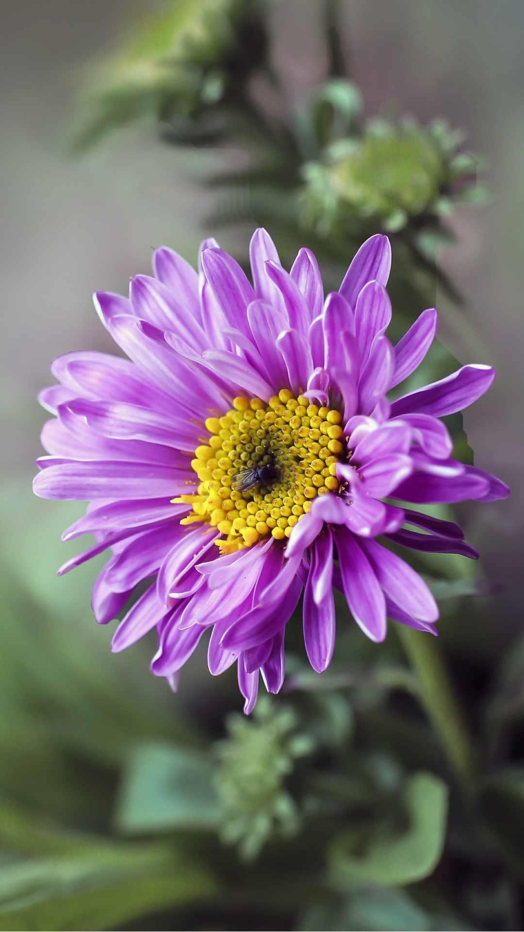 Aster Flower iPhone Wallpaper