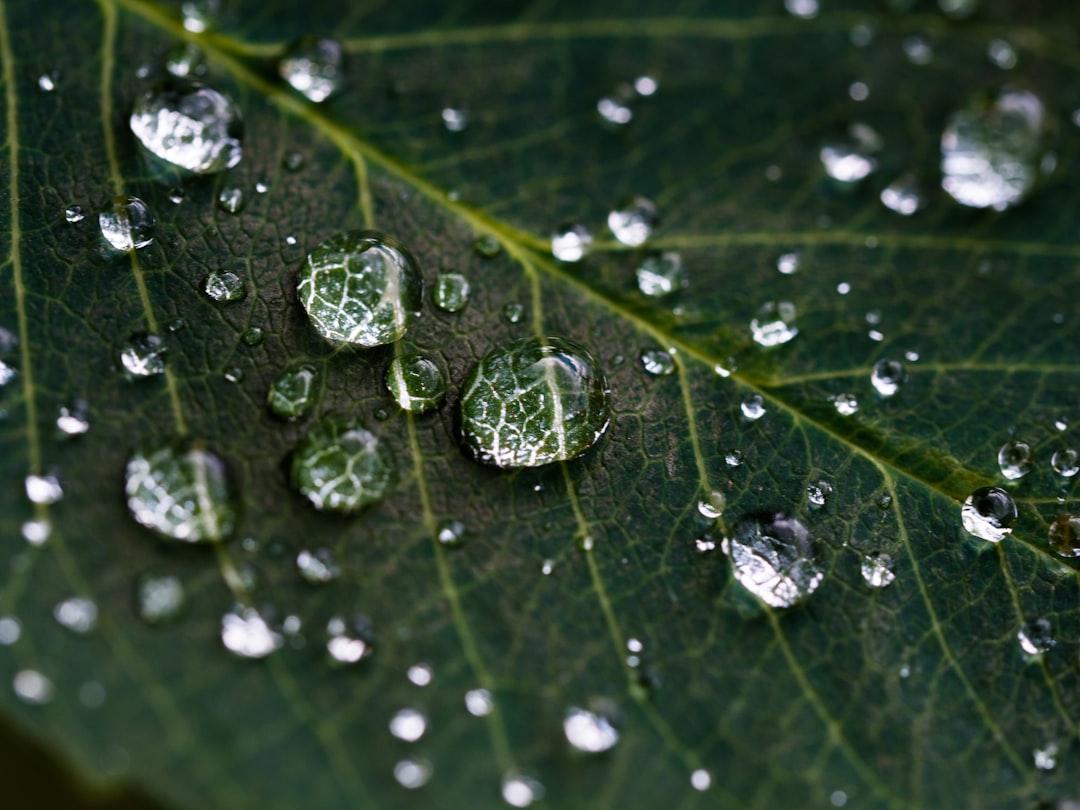 Macro