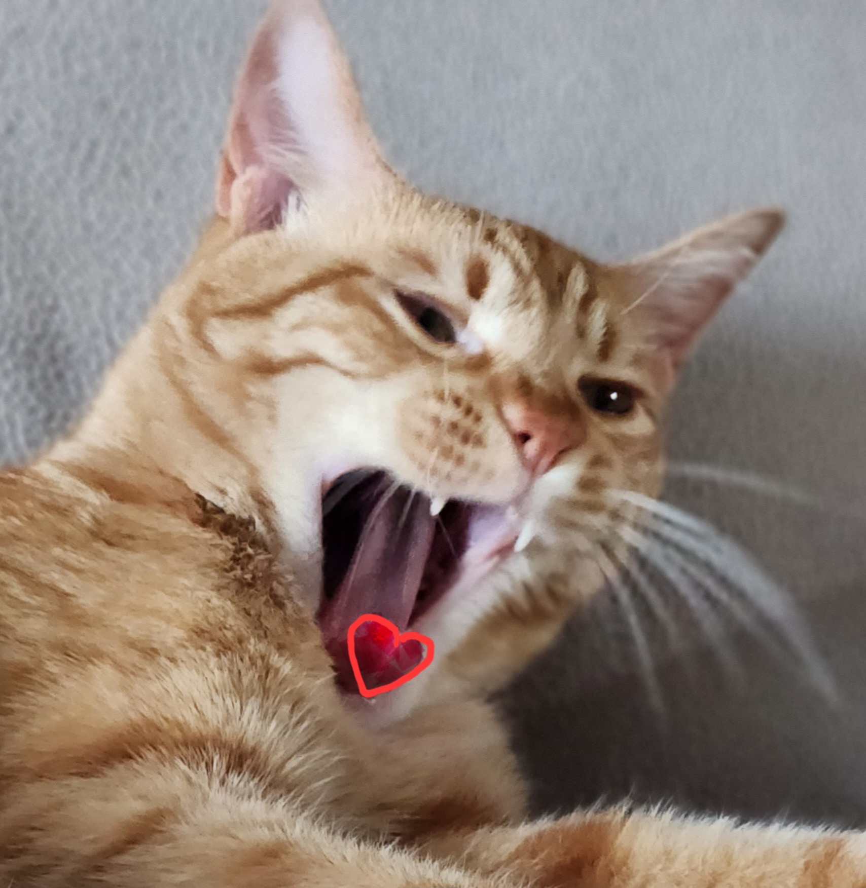 귀여운 핑크젤리 고양이