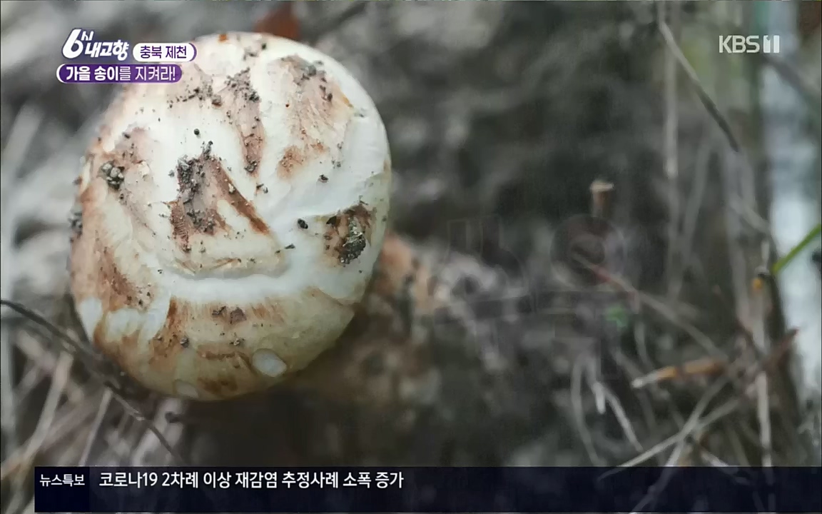 6시 내고향.E7630.221004p.H264-F1RST.mp4_20221004_213251.821.jpg