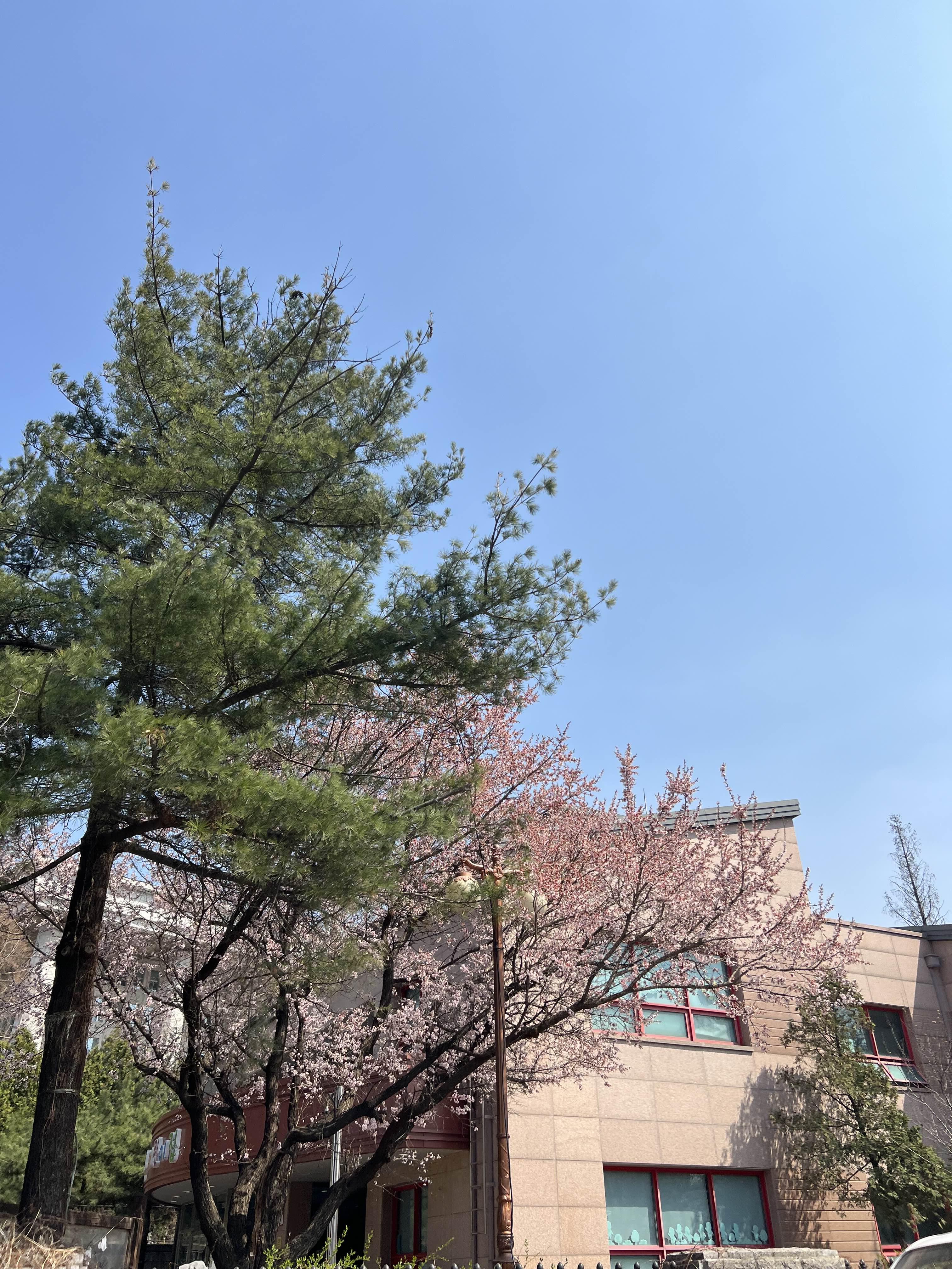 여의도 벚꽃의 윤중로 상황 / 2023.03.27 17