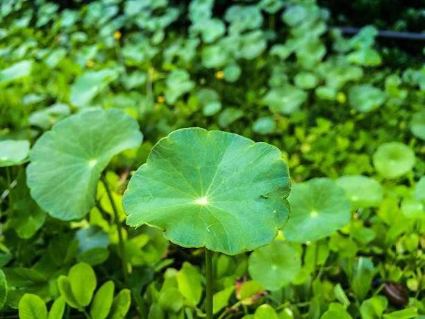 고투 콜라(gotu kola) 효능