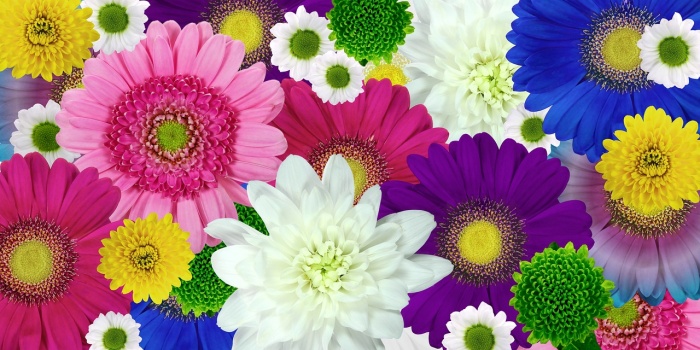 여러가지 색깔의 국화 꽃 사진