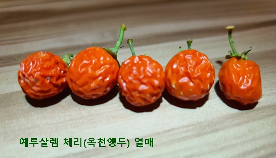 예루살렘 체리(옥천앵두) 열매