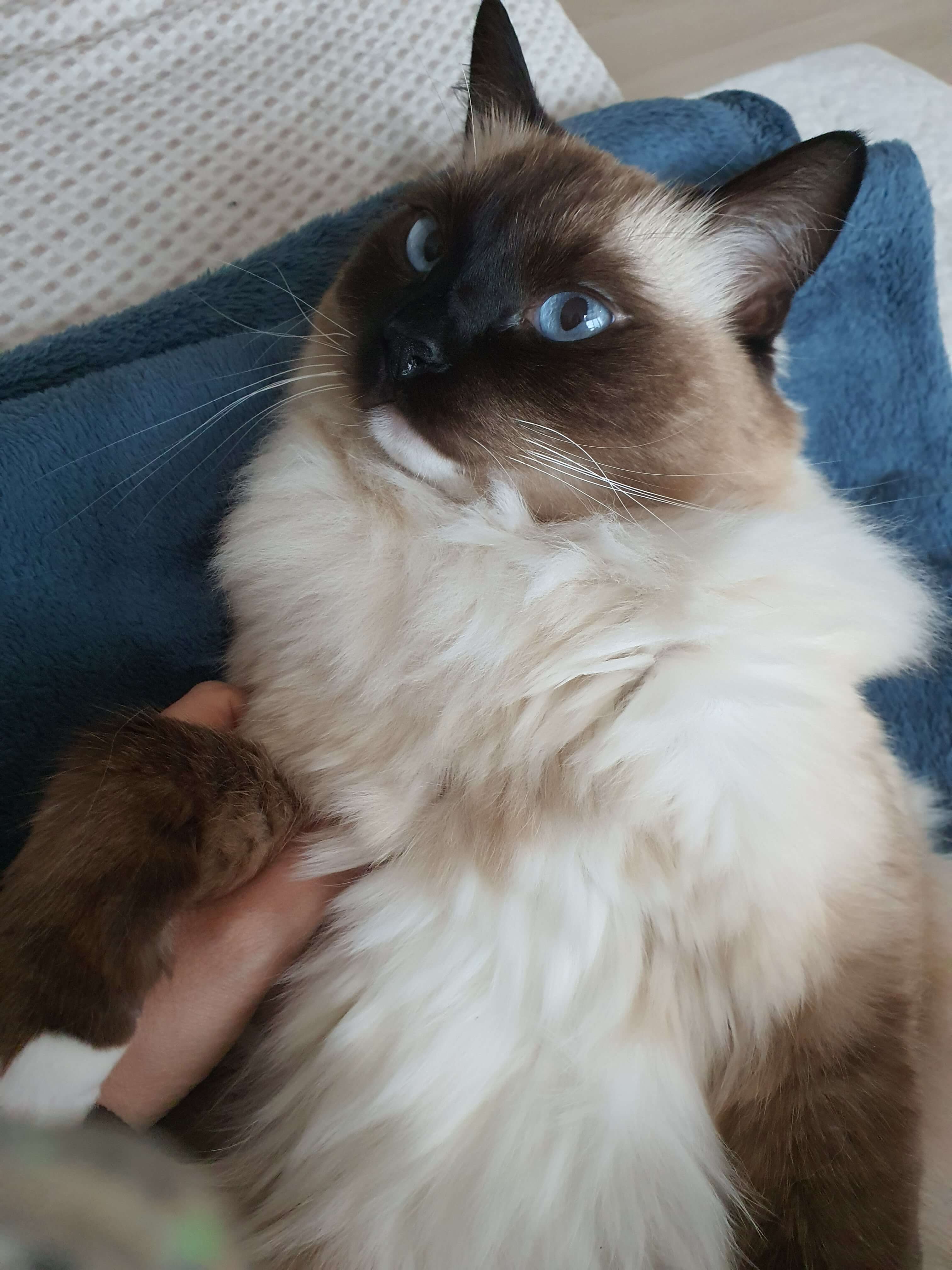 고양이-사진
