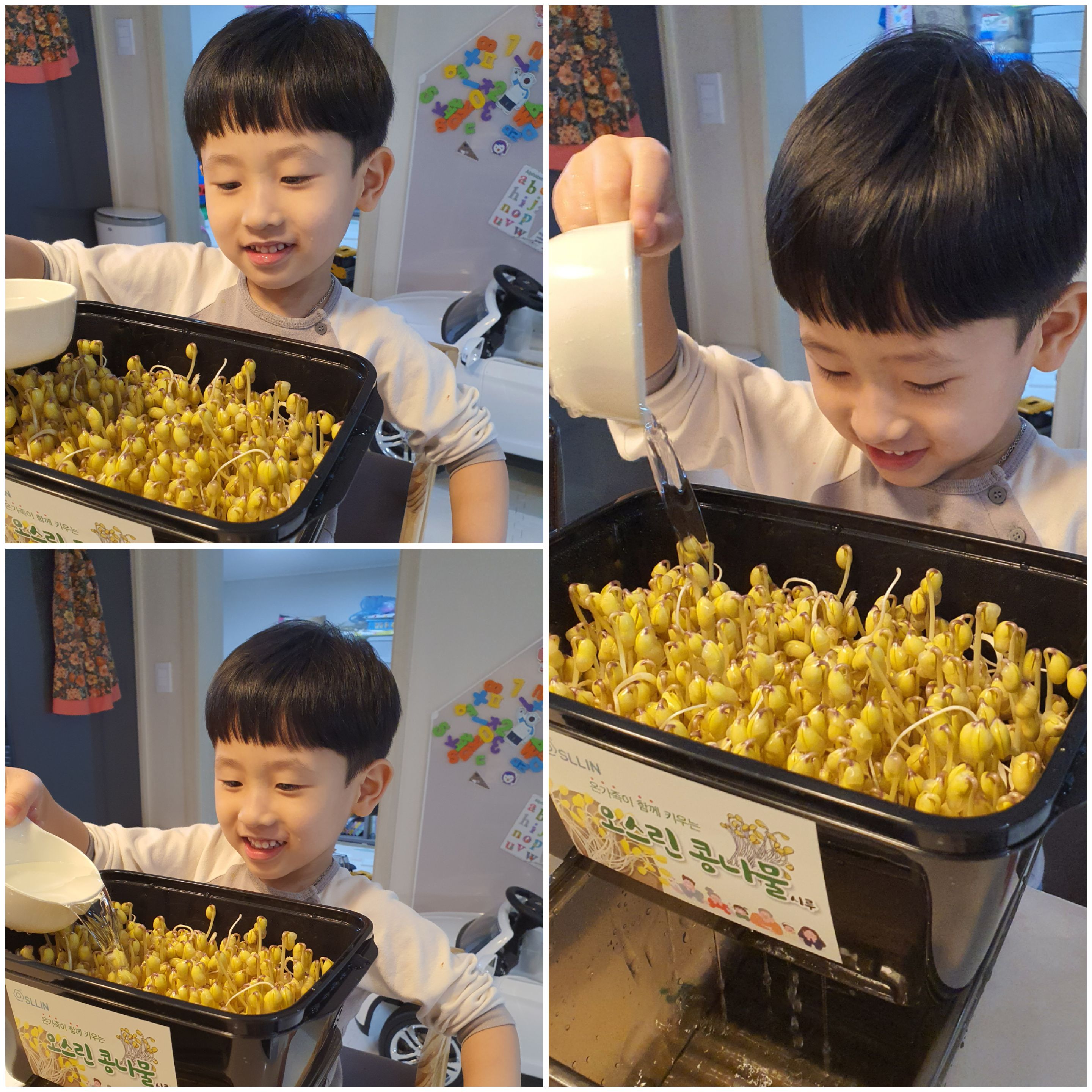  5살 아이 탐구활동 콩나물 키우기 5일차