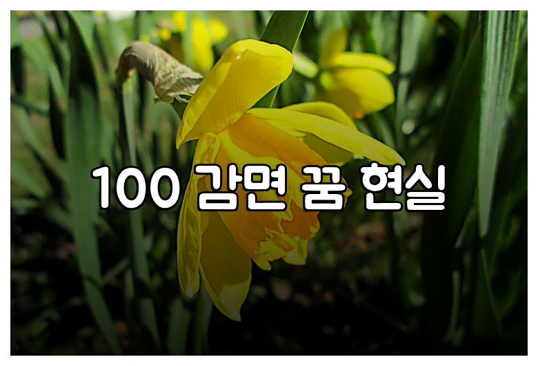 100 감면 꿈 현실
