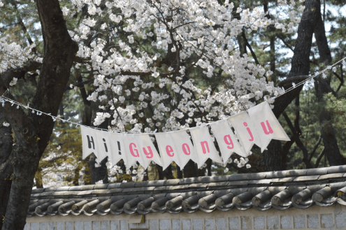 경주 벚꽃 축제