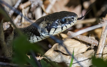 나오는 꿈은 어떤 꿈일까요? 뱀 꿈의 해몽, 뱀. 5
