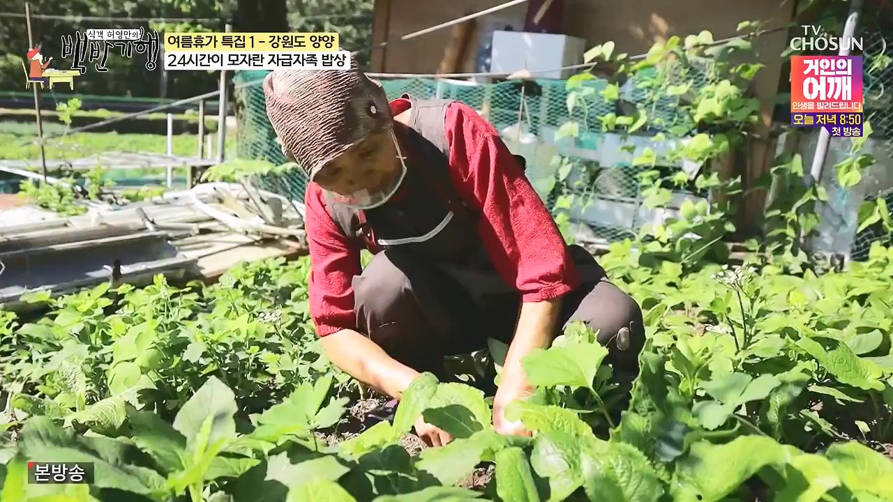 식객 허영만의 백반기행.E257.240722p-NEXT.mp4_20240722_194800.956.jpg