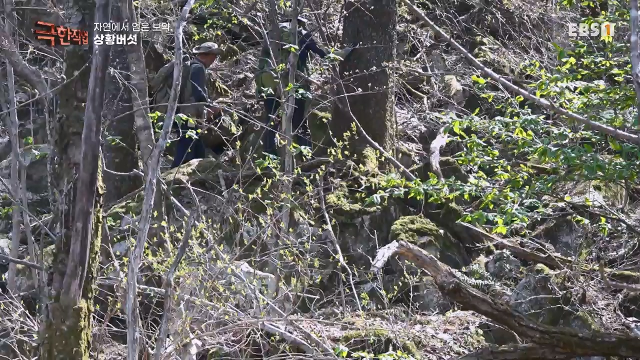 TV - 전 국민의 평생학교 EBS자연에서 얻은 보약, 상황버섯과 산나물, 쌍화차.mp4_20240615_172241.420.jpg