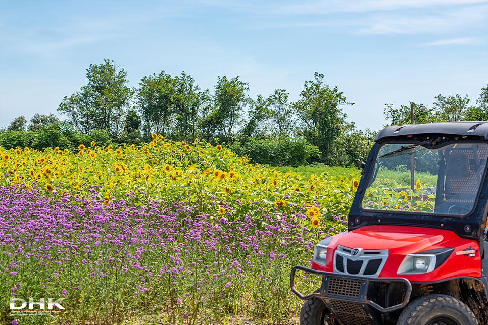 국내 1박2일 여름 여행 추천1박2일 서해 섬여행 신안 가볼만한곳 자은도 1004뮤지엄파크 세계조개박물관, 해바라기 13