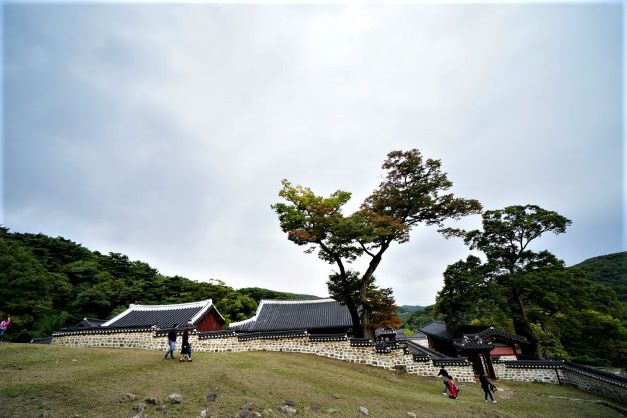 잔디 광장에 산책하는 쌍 쌍 2+2&#44; 노거수 느티나무 두 그루&#44;