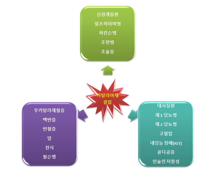  산화스트레스 퇴행성질환 카탈라아제(catalase)효소 잠재적인 효능