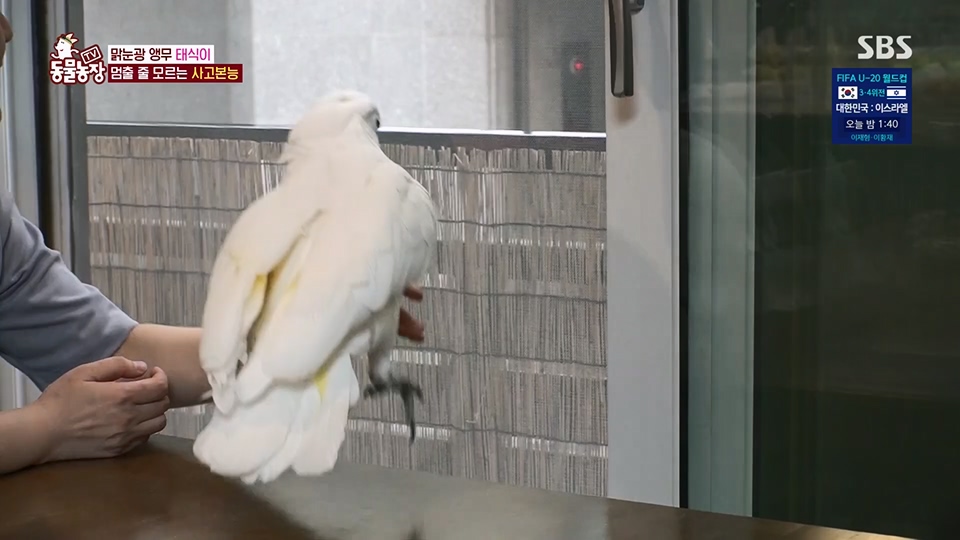 TV 동물농장.E1124.230611p.H264-F1RST.mp4_20230611_173558.035.jpg