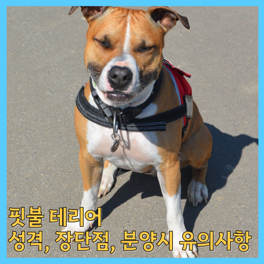  핏불 테리어 성격, 장단점, 분양시 유의사항