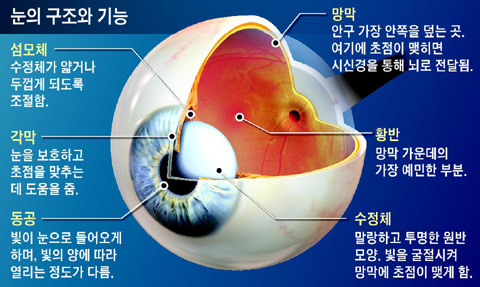 눈구조-기능-비교표