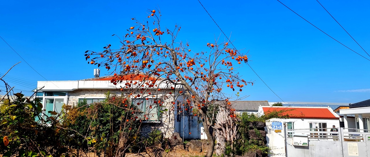 전형적인 시골 풍경을 자아나는 감나무.