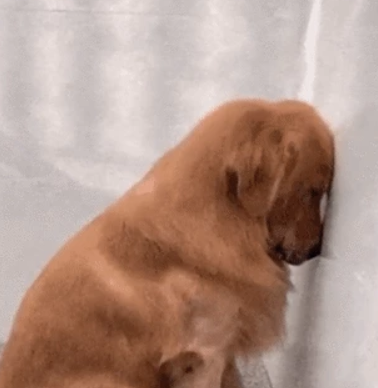 벽보고 반성하는 강아지