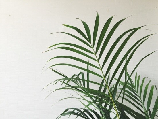  식목일[植木日]을 맞아 실내에서 키우기 좋은 식물