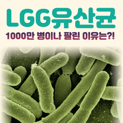 LGG 유산균