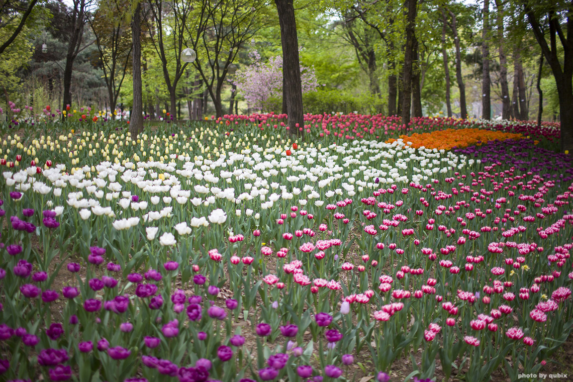 벚꽃 뒤의 튤립, 서울 성수동 튤립명소 '서울숲' 6