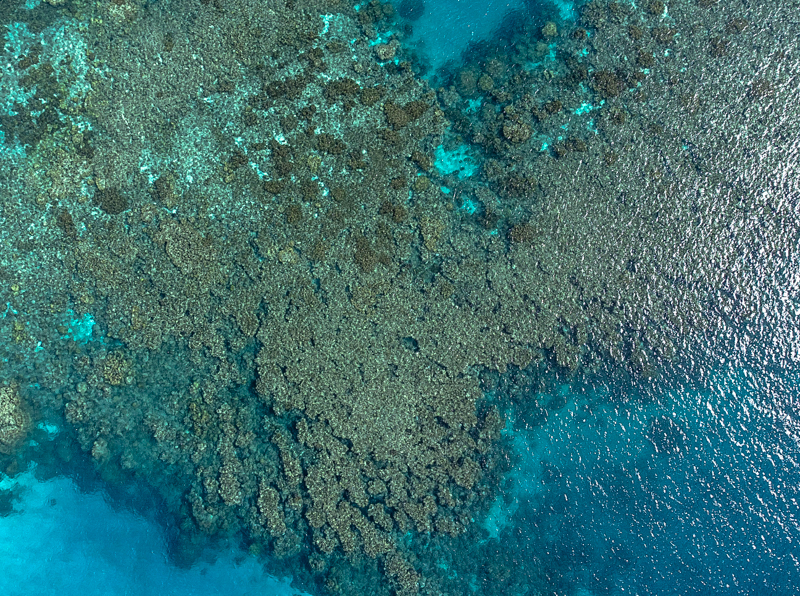 괌 피시 아이 마린 파크 산호초 군락